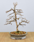 Preview: Bonsai Outdoor, Japanische Lärche (Larix kaempferi)